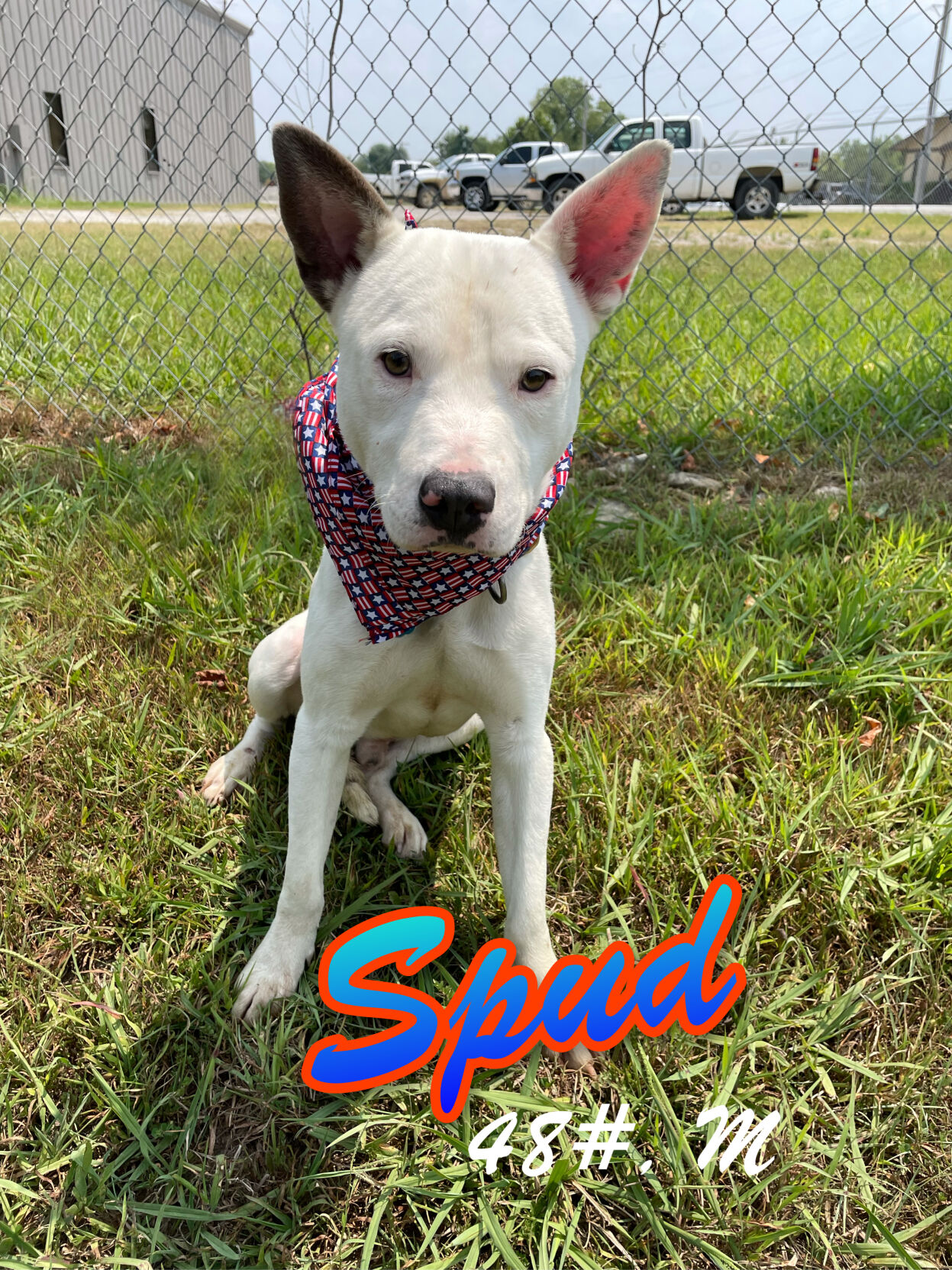 Spud
